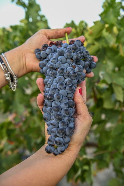 一位女农民的手，在收获期间采摘酿酒葡萄。图片下载