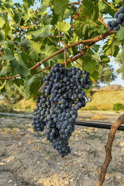 收获季节葡萄园里的一串紫葡萄。图片下载