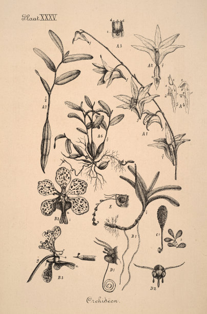 古董荷兰植物墨水插图。图片下载