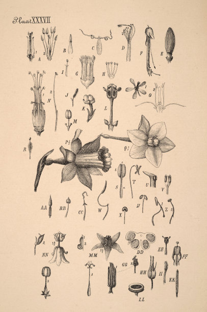 古董荷兰植物墨水插图。图片下载