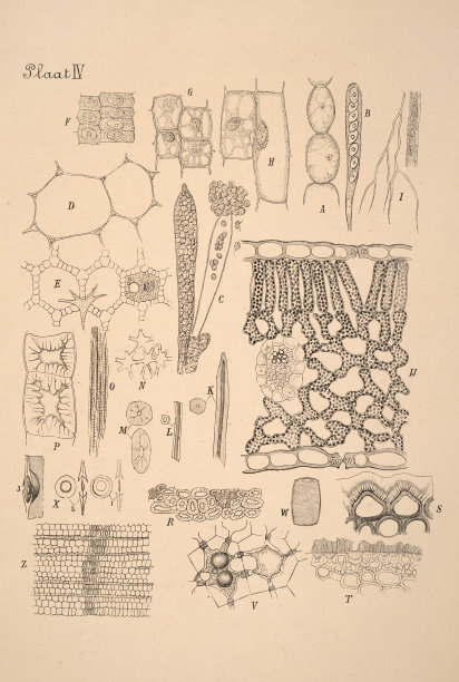 古董荷兰植物墨水插图。图片下载