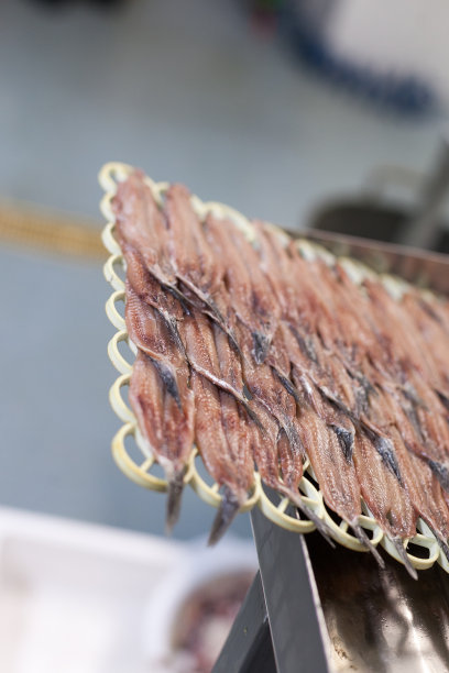 参观凤尾鱼和凤尾鱼车间图片下载