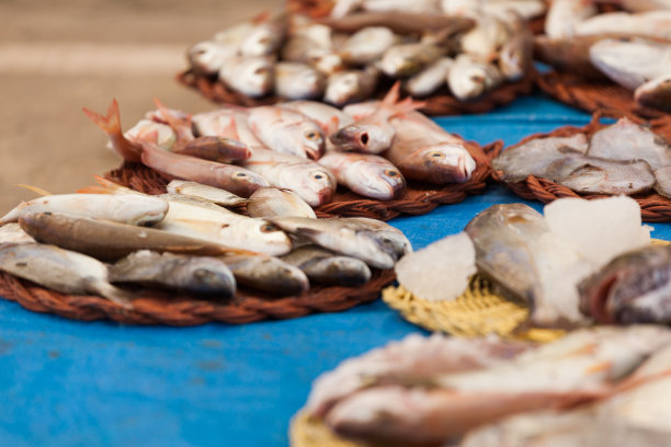 参观凤尾鱼和凤尾鱼车间图片下载