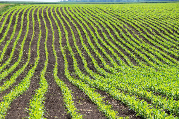 小玉米长在农民的地里。图片下载