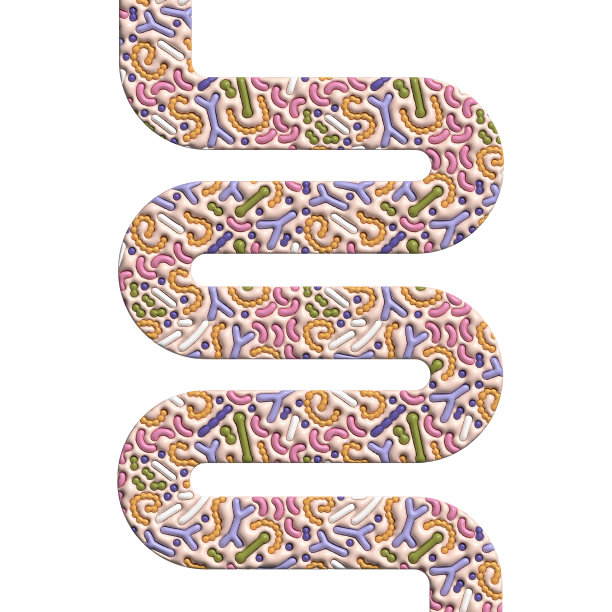 三维呈现肠道形状的益生菌与微生物群模式。双歧杆菌、乳酸菌、嗜热链球菌、乳球菌、丙酸杆菌。卷插图的横幅，海报图片下载
