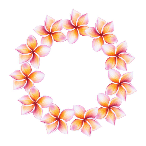 水彩框架与现实的热带插图的鸡蛋花与树叶隔离在白色背景上。美丽的植物手绘金花剪贴画。适合设计师，水疗装饰，明信片，婚礼，问候，壁纸，包装等图片下载