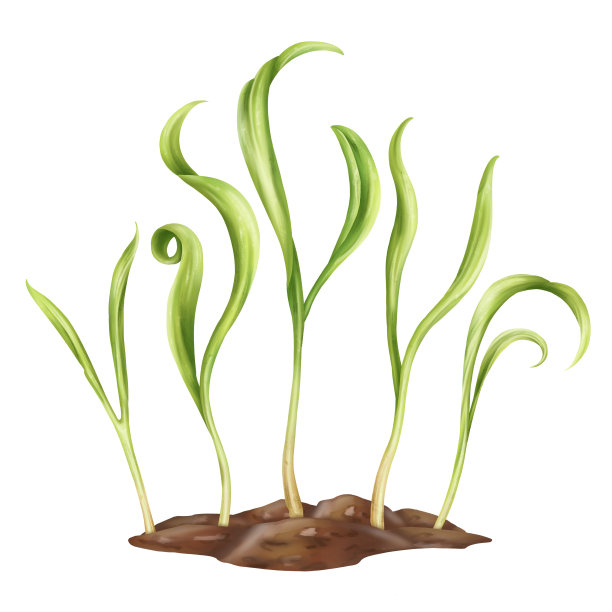 嫩绿的菠菜从种子中发芽。从家庭花园的土壤中生长出来的植物。有机微蔬菜健康营养，天然菜肴，绿色沙拉。孤立的插图图片下载