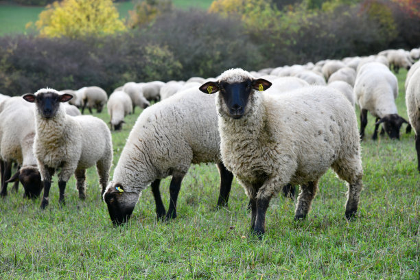 Schafherde in der Rhön图片下载