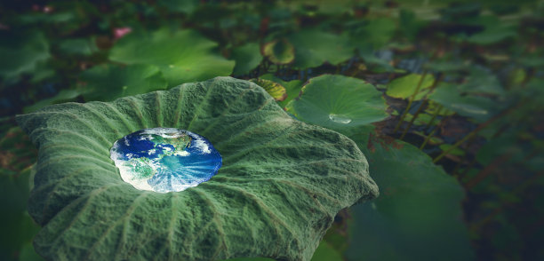 大地在水滴里映在荷花绿叶上，节约用水，节约地球图片下载