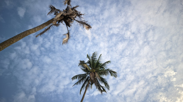 高大的椰子树与明亮多云的蓝天背景图片下载