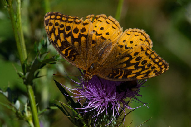蝴蝶——蓟上的大闪光贝母图片下载