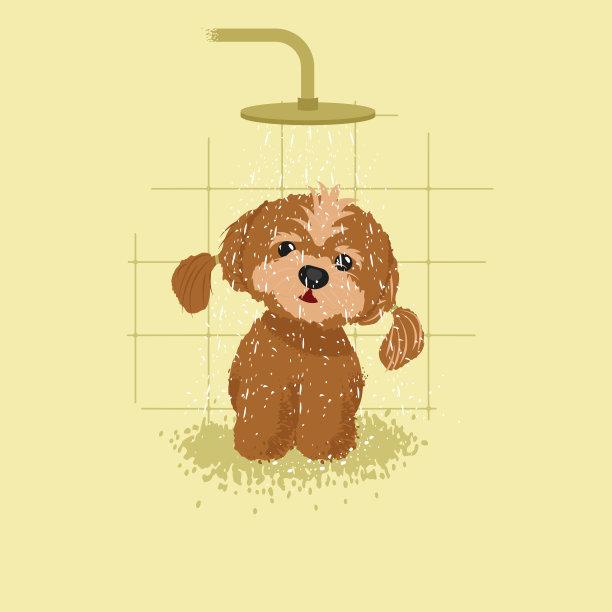 马尔济斯小狗在洗澡图片下载