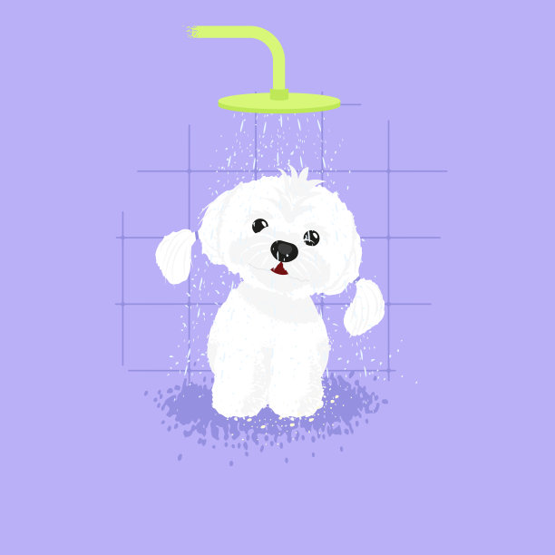 马尔济斯小狗在洗澡。宠物。白狗图片下载