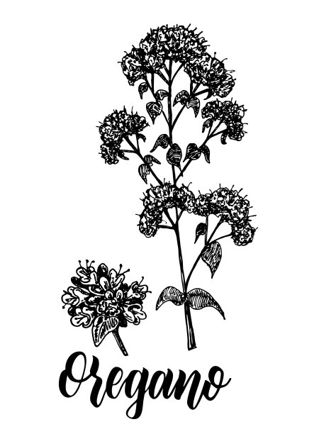 牛至手绘草图图片下载