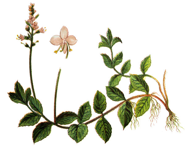 维罗veronica officinalis(欧石南，一般的gypsyweed，一般的speedwell，或保罗的betony)图片下载