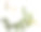 维罗veronica officinalis(欧石南，一般的gypsyweed，一般的speedwell，或保罗的betony)图片下载