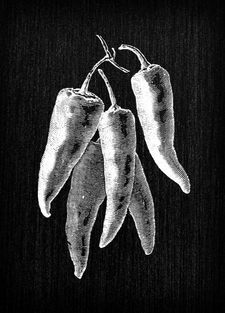 植物学蔬菜植物古董雕刻插图:红辣椒图片下载