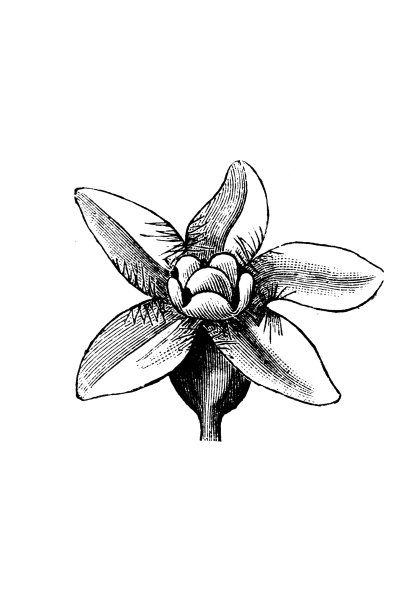 康杜兰戈（Marsdenia cundurango）图片下载