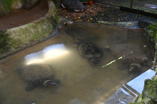 动物的照片-羊，鹿，兔子，鸟，乌龟，火鸡和其他农场动物图片下载