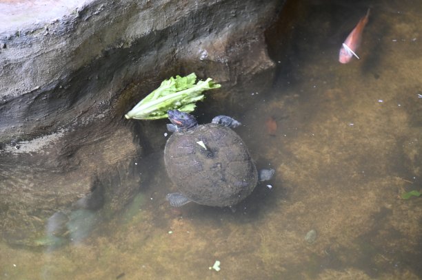 动物的照片-羊，鹿，兔子，鸟，乌龟，火鸡和其他农场动物图片下载