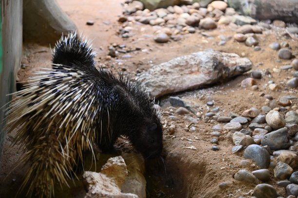 动物的照片-羊，鹿，兔子，鸟，乌龟，火鸡和其他农场动物图片下载