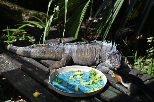 动物的照片-羊，鹿，兔子，鸟，乌龟，火鸡和其他农场动物图片下载