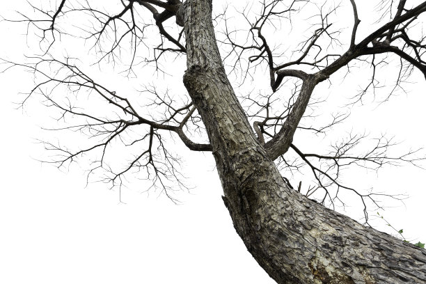 一棵死树的细枝孤立在白色背景上，修剪路径图片下载