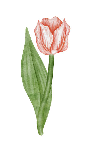 水彩红色郁金香花插图图片下载