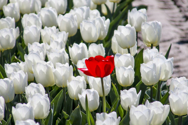 荷兰Goeree Overflakkee岛上的欧德-东吉，在阳光下，一排排白色郁金香在长长的花田里消失了。图片下载