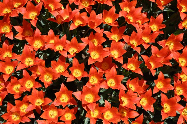 花园里五颜六色的郁金香。花的背景图片下载