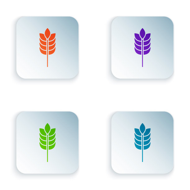 彩色谷物配以大米、小麦、玉米、燕麦图片下载