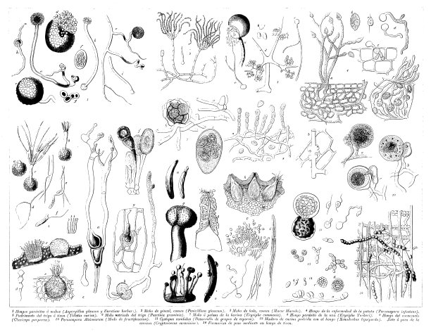 古董雕刻收藏，植物学:细胞和植物部分图片下载
