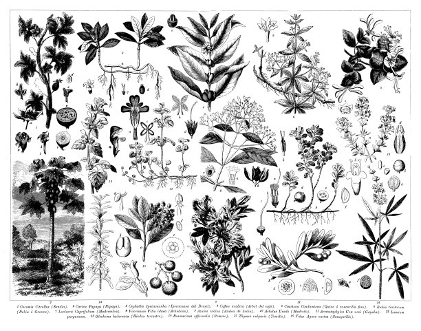 古董雕刻收藏，植物学:植物部分图片下载