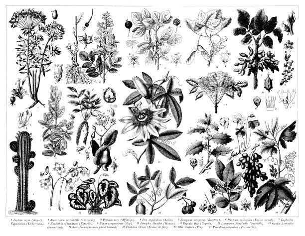 古董雕刻收藏，植物学:植物部分图片下载