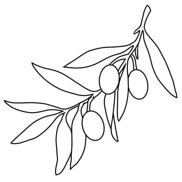 简单的橄榄枝与浆果，单色植物插图图片下载