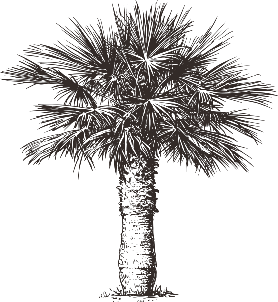 白色背景上的棕榈树手绘草图图片下载