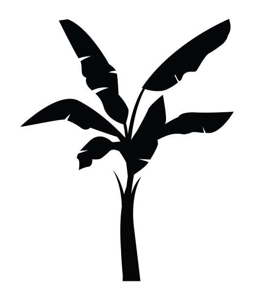 香蕉树剪影图片下载