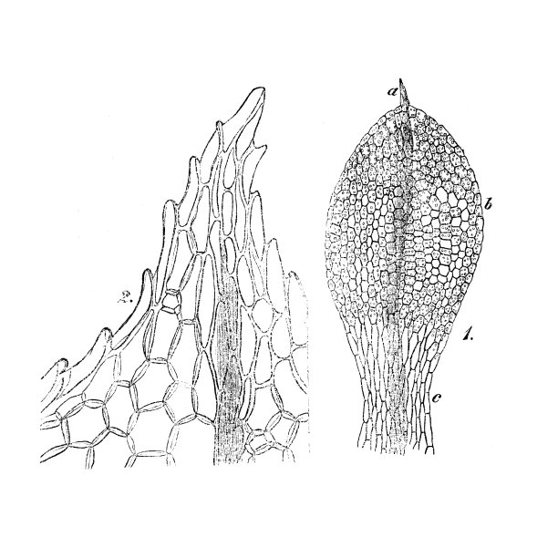 紫竹叶图片下载