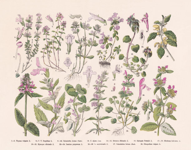 开花植物(被子植物科)，手工彩色木版版画，1887年出版图片下载