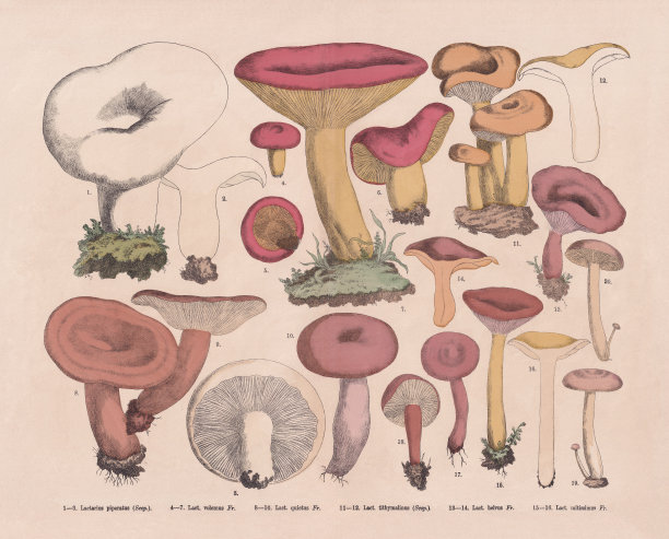 食用有毒蘑菇，手工彩绘木版画，1887年出版图片下载