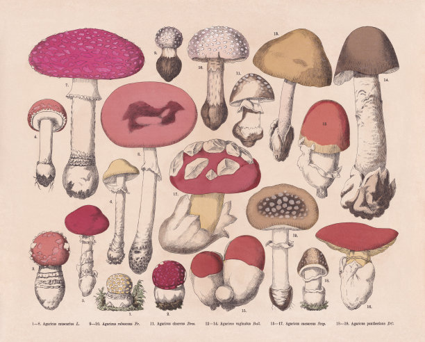 食用有毒蘑菇，手工彩绘木版画，1887年出版图片下载