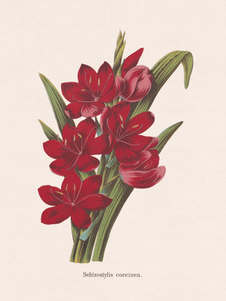 猩红河百合，彩色版画，出版于1873年图片下载