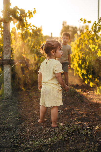 白人哥哥和妹妹在乡间葡萄园里摘葡萄。大自然母亲。幸福的家庭。图片下载