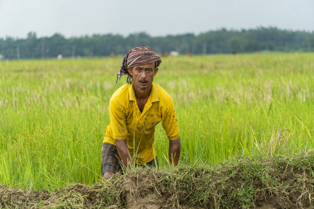 印度一位年长的农民正在田地里做农活图片下载