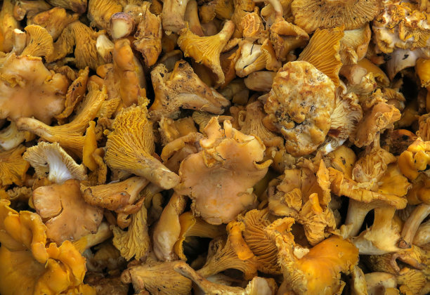 鸡油菌蘑菇出售图片下载