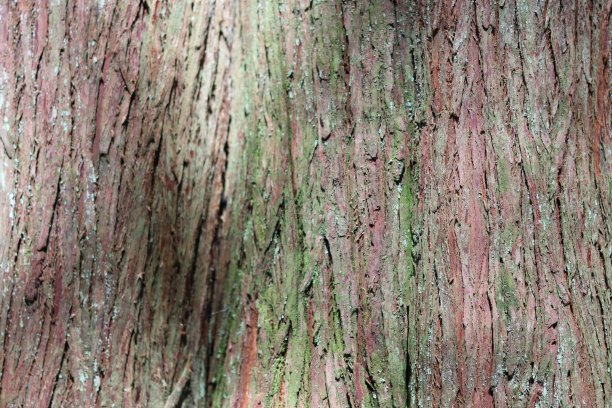 红杉树皮条纹特写图片下载