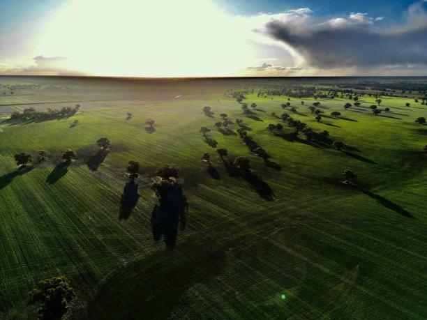 新作物图片下载