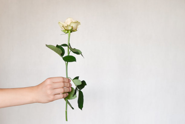 男人的手捧着长茎单轻轻奶油玫瑰对着朴素的墙壁。副本的空间。图片下载