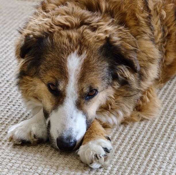 欢快的棕色澳大利亚牧羊犬心满意足地躺在舒适沙发旁边的地板上图片下载