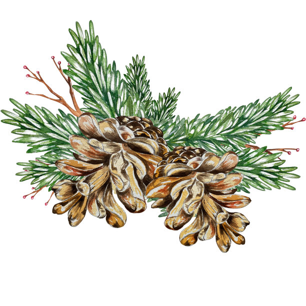 收集水彩明信片与圣诞节和冬天。一品红，冬青，圣诞树玩具，节日象征。适用于明信片、新年请柬的设计。图片下载